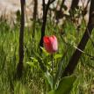 Red tulip