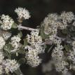 white flowers