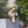 Ruffled feathers, morning dove