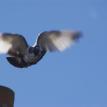bird in flight