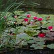 Lillies on pond, France
