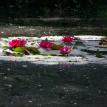 Lily pond