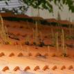 old tile roof