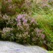 Heather in Ireland