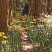 Reed pathway, Yosemite