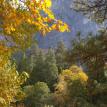 Autumn colors