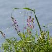 Lupine in grass