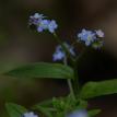 Forget-me-not flowers