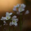 white flowers w/buds with diffused light background