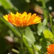 Daisy up close