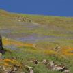 hillside with wildflowers