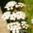 white flowers