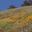 carpet of wildflowers