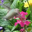 Hummingbird at flower in flight