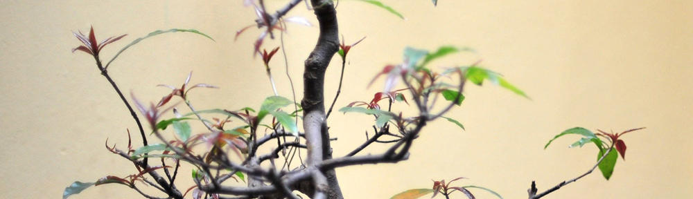 creationsbydjamesonsmith blog